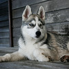 mickuel > The Dogs photo