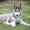 mickuel > The Dogs photo