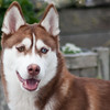 mickuel > The Dogs photo