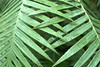 mickuel > Flora >  CRW_3842