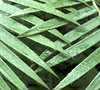 mickuel > Flora >  green